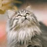 BubblyCat