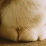 tiptiptoe