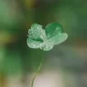 black clover