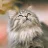 BubblyCat