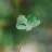 black clover